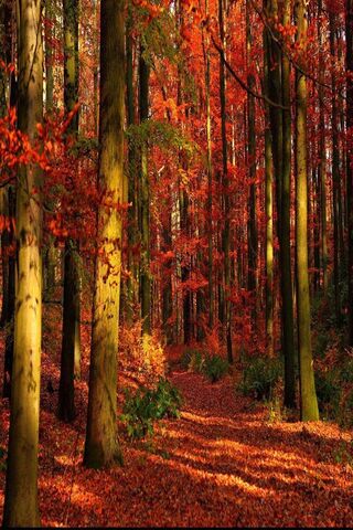 غابة الخريف