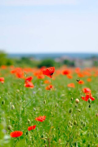 A Sea of Red: Poppy Dreams 🌺🌾