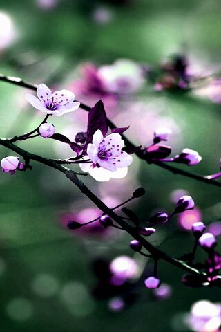 Whispers of Spring: The..