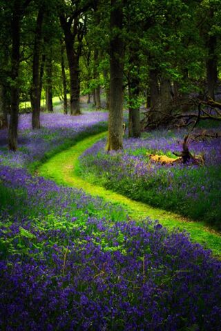 Whimsical Pathways Through Nature's Canvas 🌿💜