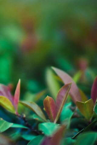 Greeny: Nature's Colorful Canvas 🌿✨