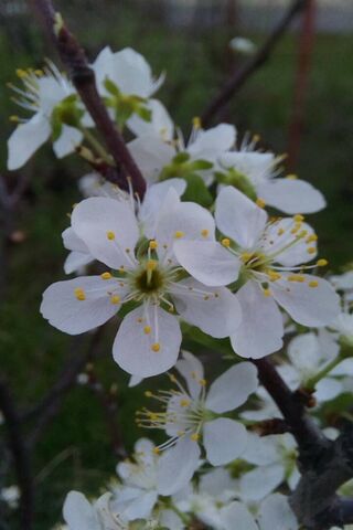 Blossoms of Spring: Nature's Awakening 🌸