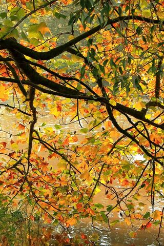 Autumn's Embrace 🍂✨