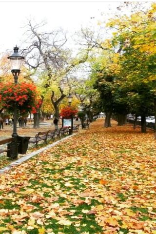 Autumn Serenity on Cicekli Yol 🍂🌼