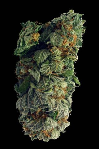 Dank Delights: A Closer Look at Nature's Green Treasure 🍃✨
