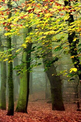 Enchanted Forest: A Symphony of Colors 🍂🌳
