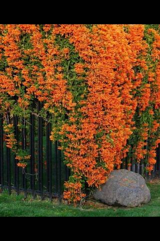 Amor in Bloom: A Cascade of Orange Delight 🌼✨