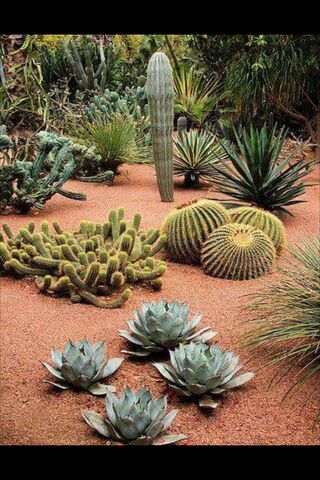 Desert Love: The Beauty of Succulents 🌵❤️