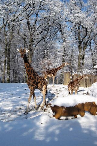 Winter Wonders: Giraffes in a Snowy Wonderland ❄️🦒