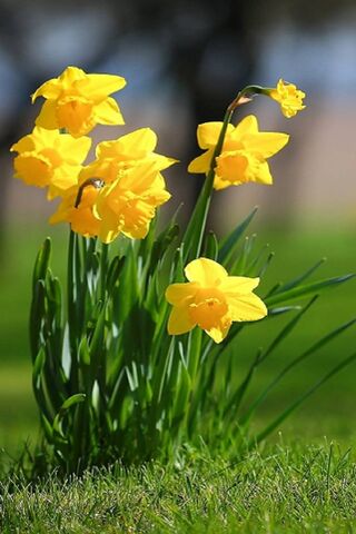 Golden Blooms of Spring 🌼✨