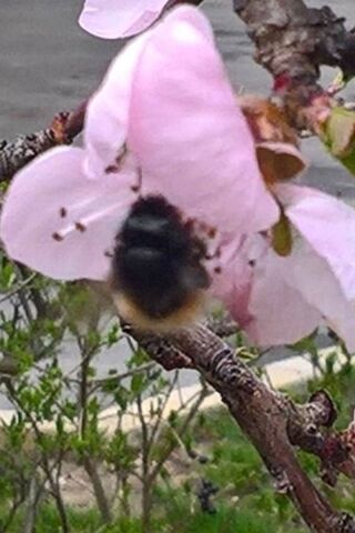 Bumble Bee