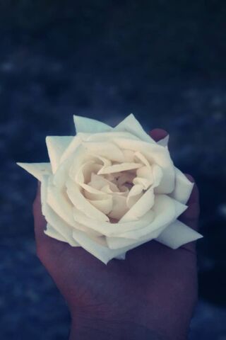 Whispers of the Flover 🌸✨