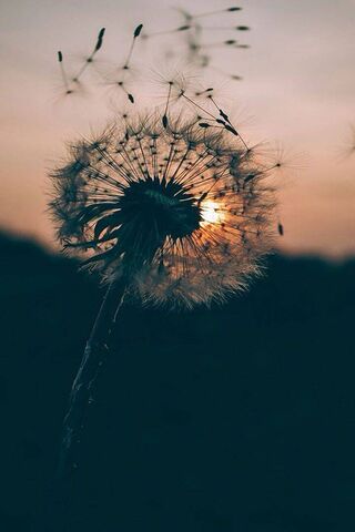 Whispers of Hope 🌼✨