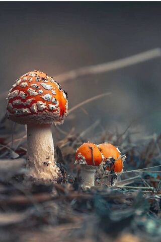 Amanita