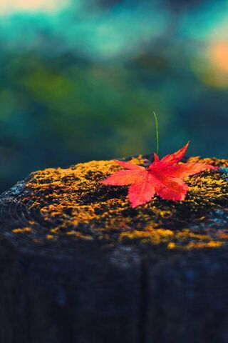 Crimson Elegance: The Autumn Leaf