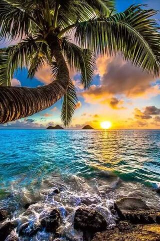 Palma Paradise: Sunset Serenity 🌴🌅