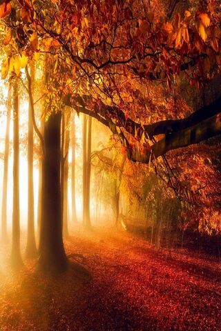 Whispers of Autumn Dawn 🍂✨