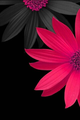 Vibrant Elegance: The Hot Pink Daisy 🌸✨