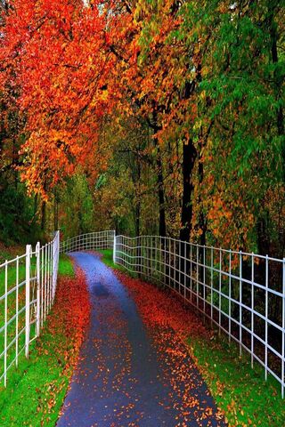Pathway Through Autumn'..