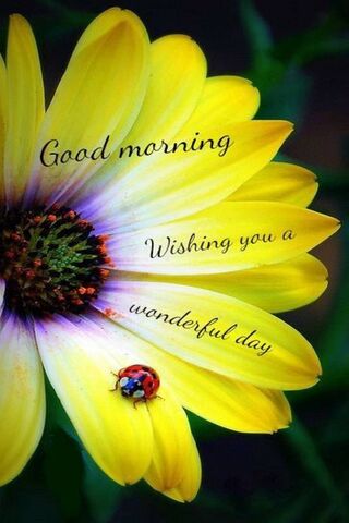 Rise and Shine: A Beaut..