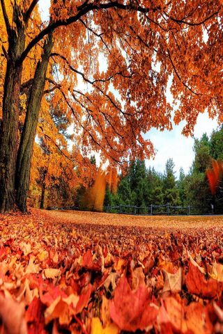 Golden Canopy: Embracing Autumn's Embrace 🍂✨