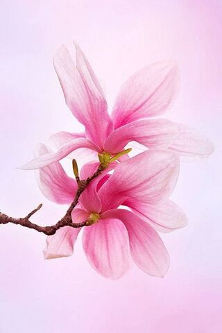 Blossoms of Serenity 🌸✨