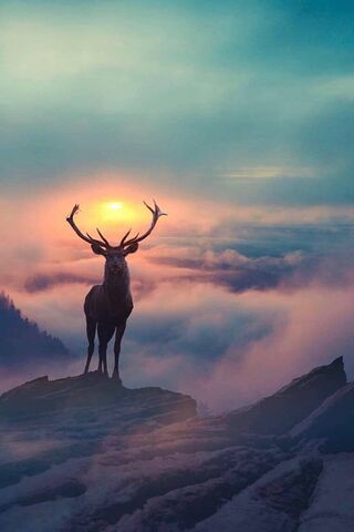 Horns