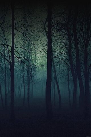 Whispers of the Night Forest 🌲🌌