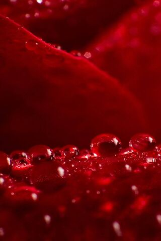 Crimson Elegance: Nature's Jewels