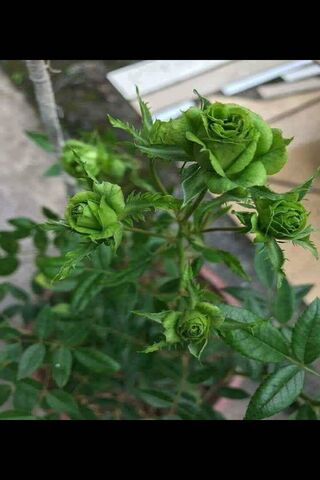 Emerald Embrace: The Green Rose of Love 🌹💚