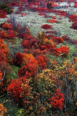 Autumn's Vibrant Tapestry 🍂✨