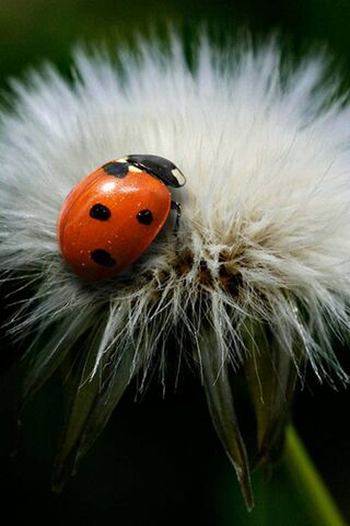 Nature's Little Guardian: The Ladybird