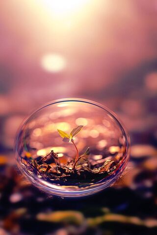 Plant and Sun