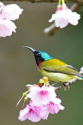 Charming Colors of Nature: The Small Bird