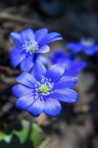 Blue Flowers