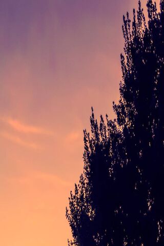 Twilight Whispers 🌅