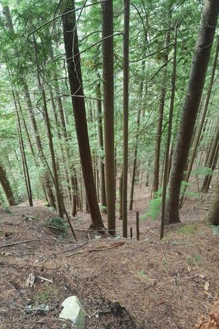 Pinetree Forest Hike