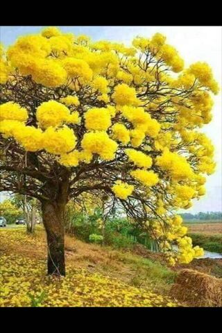 Golden Embrace of Amor 🌼💛