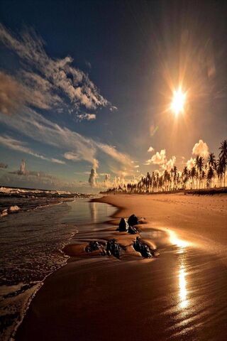 Golden Horizons: Sunset..