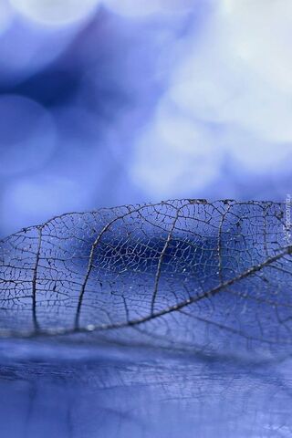 Leaf