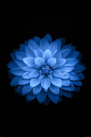 Serenity in Blue 🌊✨