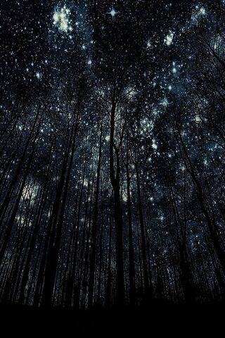 Starry Night Over the Forest 🌌🌲