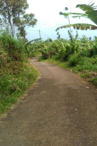 Journey Through Jalan Perkebunan 🌿🚶