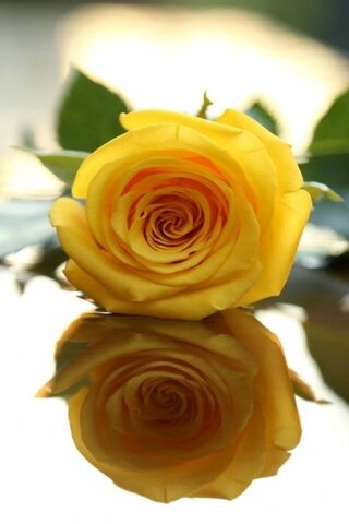 Golden Elegance: The Be..