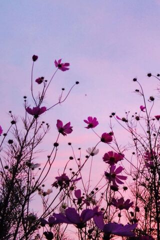 Flowers and Weeds