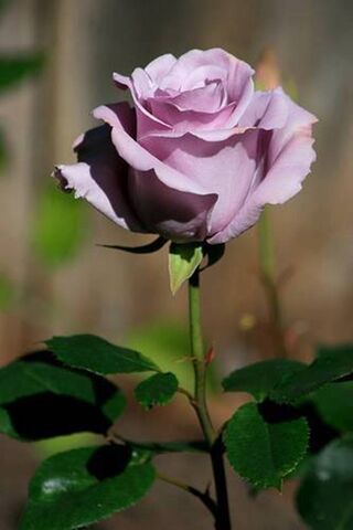 Whispers of Lavender: T..