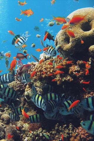 Vibrant Underwater Paradise 🌊🐠