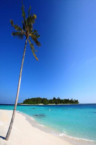 Paradise Found: The Serenity of Maldivian Shores 🌴🌊