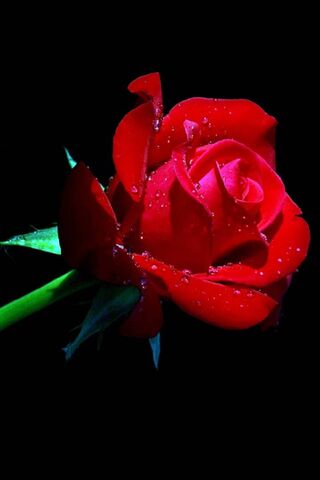 Eternal Elegance: The T..