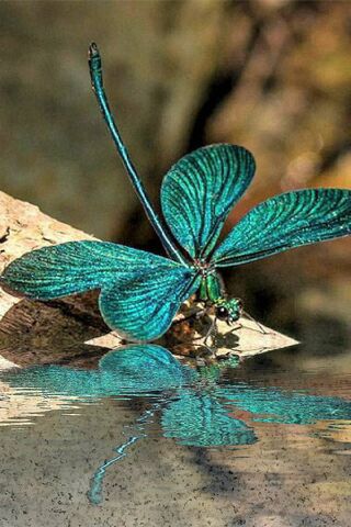 Nature's Mirror: The Reflective Dance of a Butterfly 🦋✨